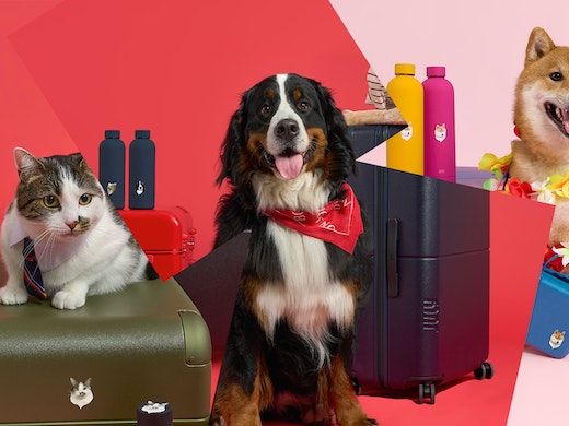 suitcases ireland pets